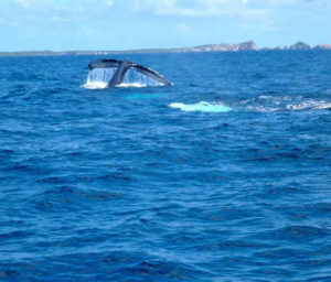 uhaina croisieres excursion petite terre en catamaran guadeloupe